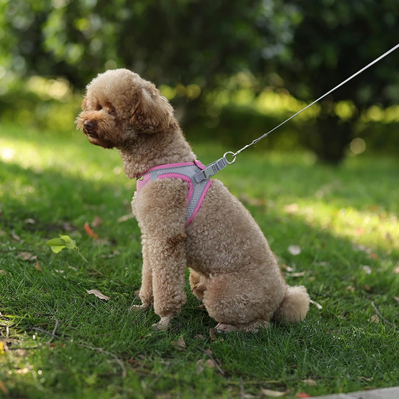 Coleira ajustável para cães pequenos