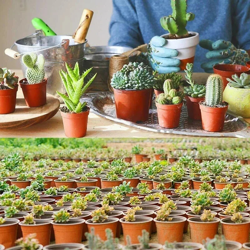 75 vasos de plantas