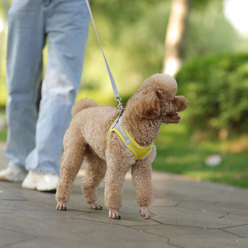 Coleira ajustável para cães pequenos