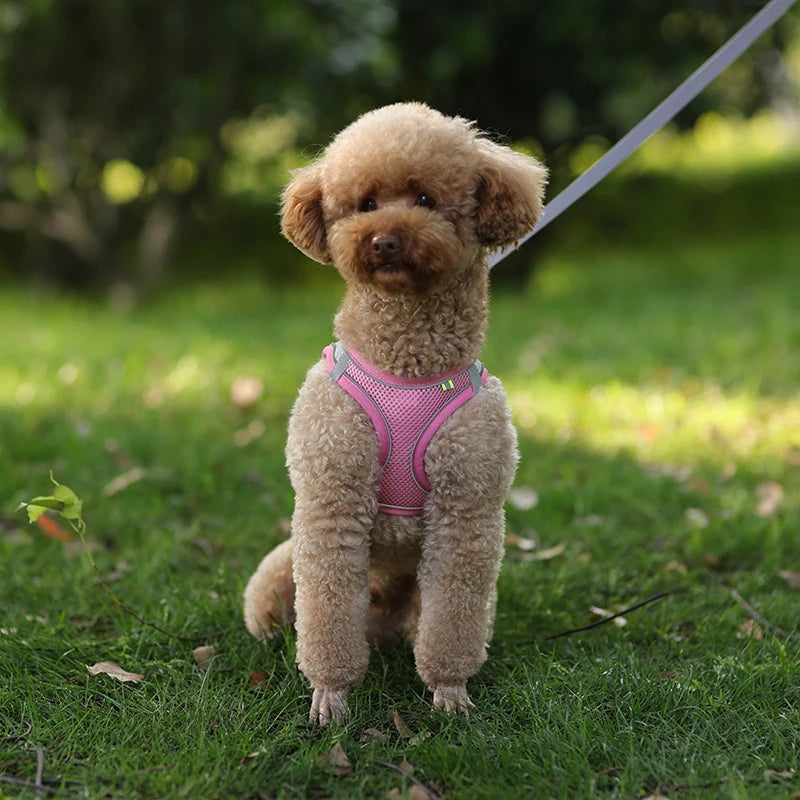 Coleira ajustável para cães pequenos