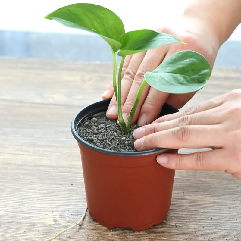 75 vasos de plantas