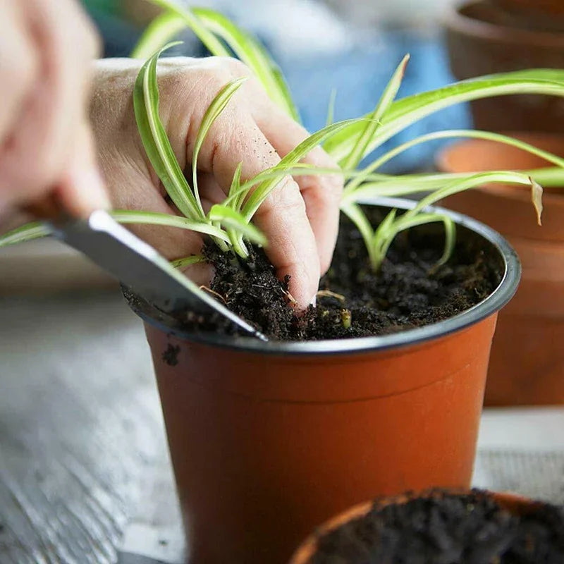 75 vasos de plantas